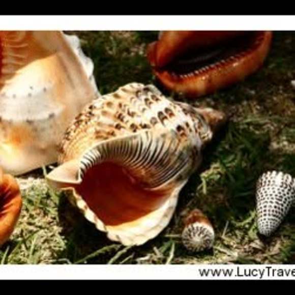 shelleybeach238